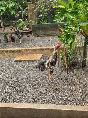 Rooster