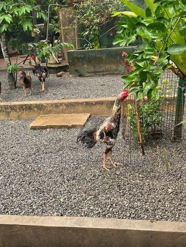 Rooster