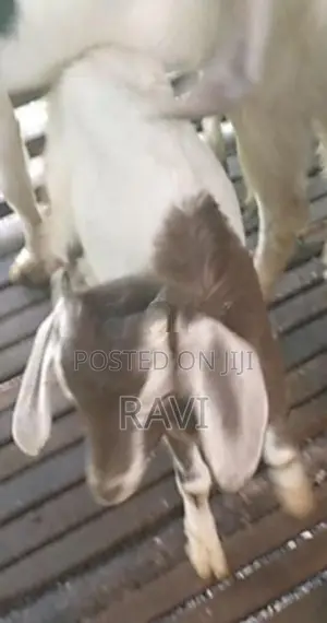 Goats