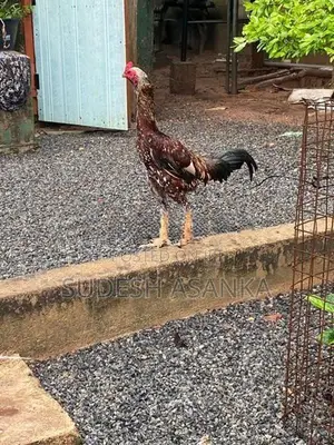 Rooster