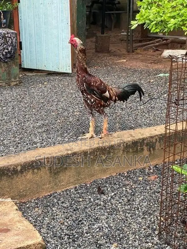 Rooster