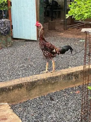 Rooster