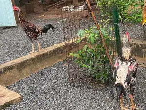 Rooster
