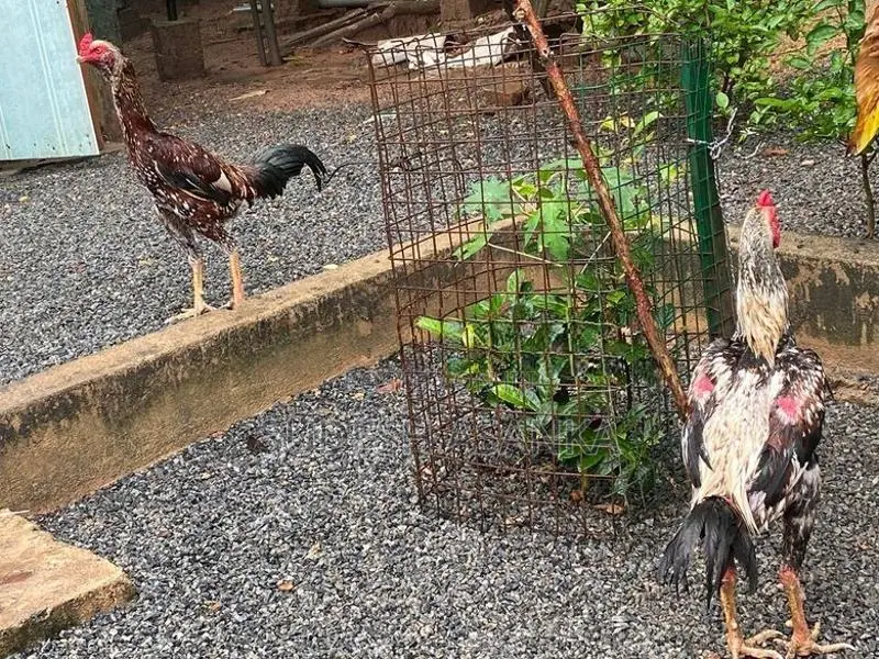 Rooster