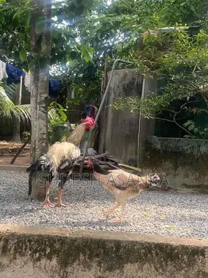 Rooster
