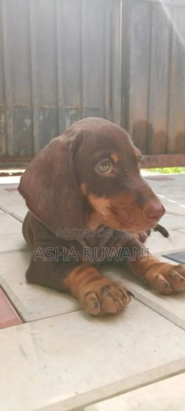Dachshund Puppies