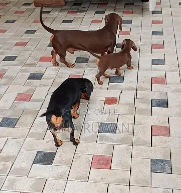 Dachshund Puppies