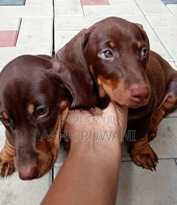 Dachshund Puppies
