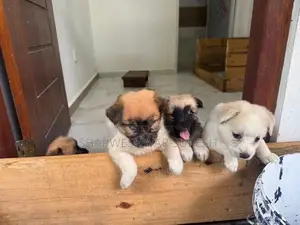 Lion Pomeranian Puppies