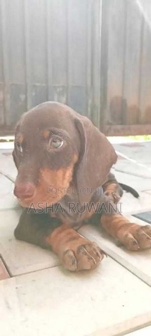 Dachshund Puppies