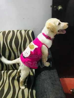 Labrador Puppy