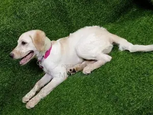 Labrador Puppy
