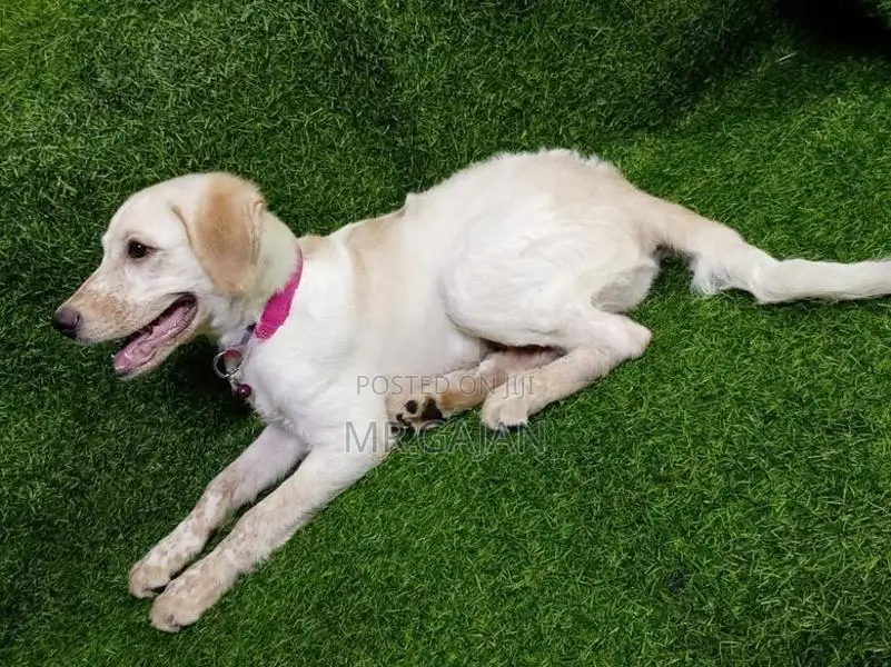 Labrador Puppy