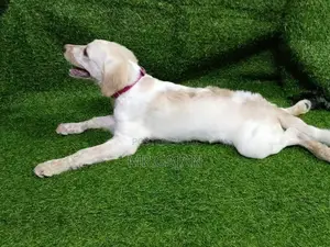Labrador Puppy