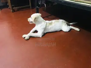 Labrador Puppy