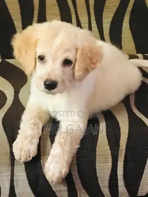 Labrador Puppy