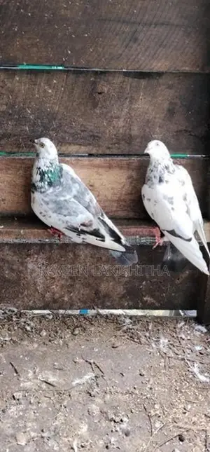 Pigeon