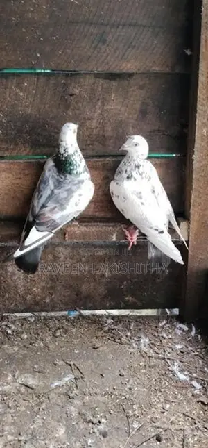 Pigeon