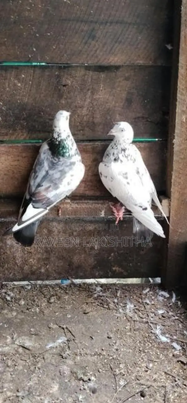 Pigeon