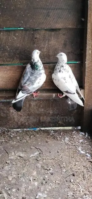 Pigeon