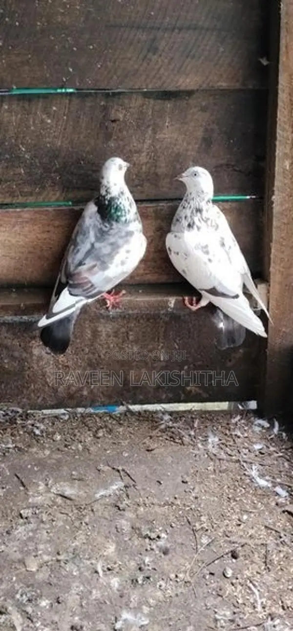 Pigeon