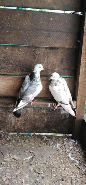 Pigeon