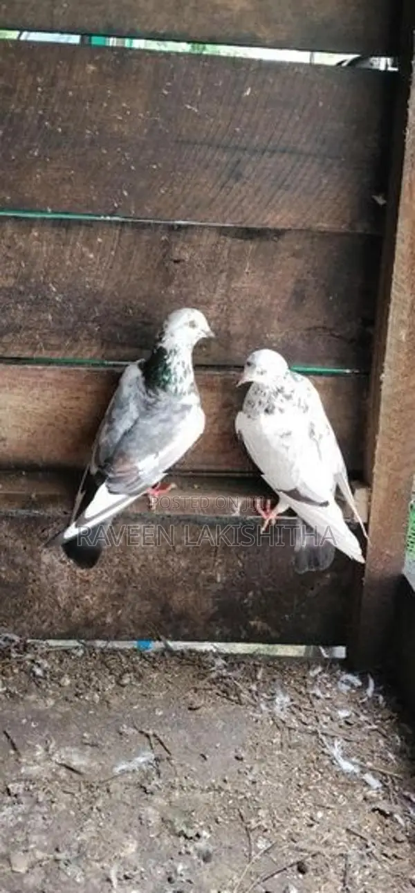 Pigeon