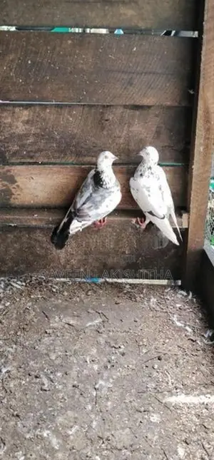 Pigeon