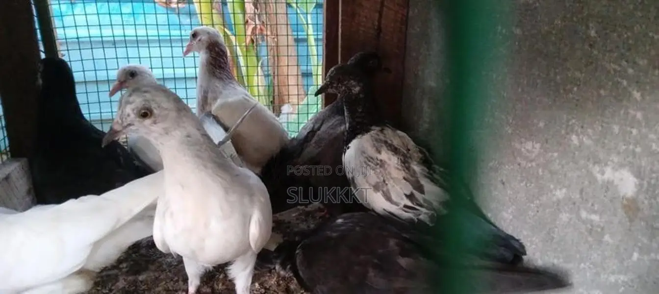 Pigeon