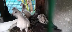 Pigeon