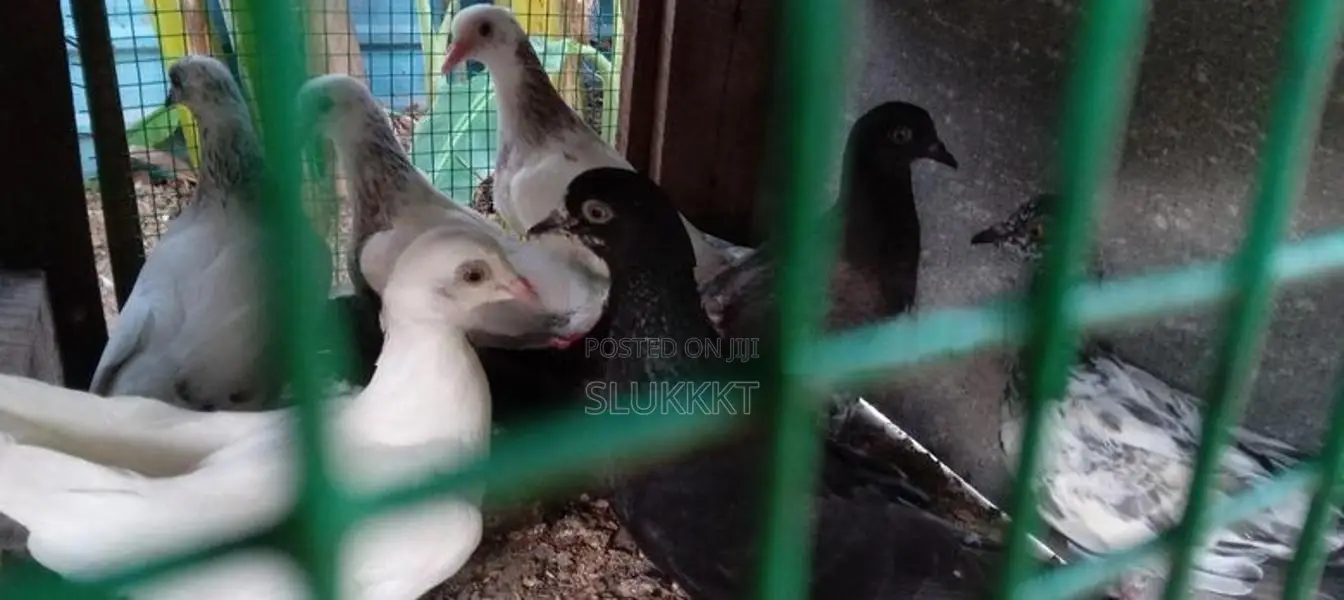 Pigeon