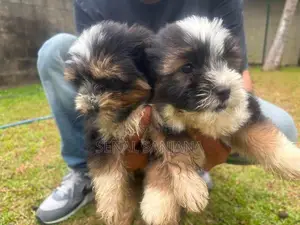 Terry Puppy