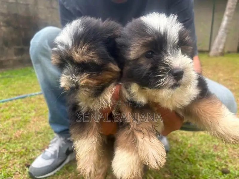 Terry Puppy