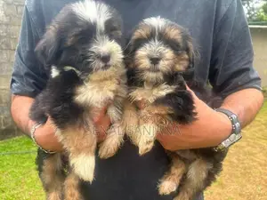 Terry Puppy