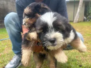 Terry Puppy