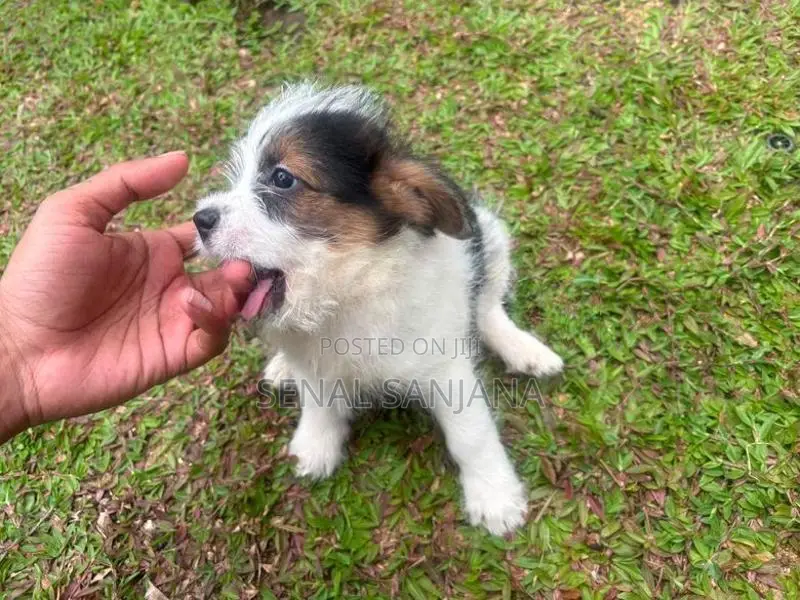 Terry Puppy