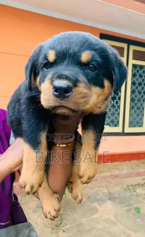 Rottweiler