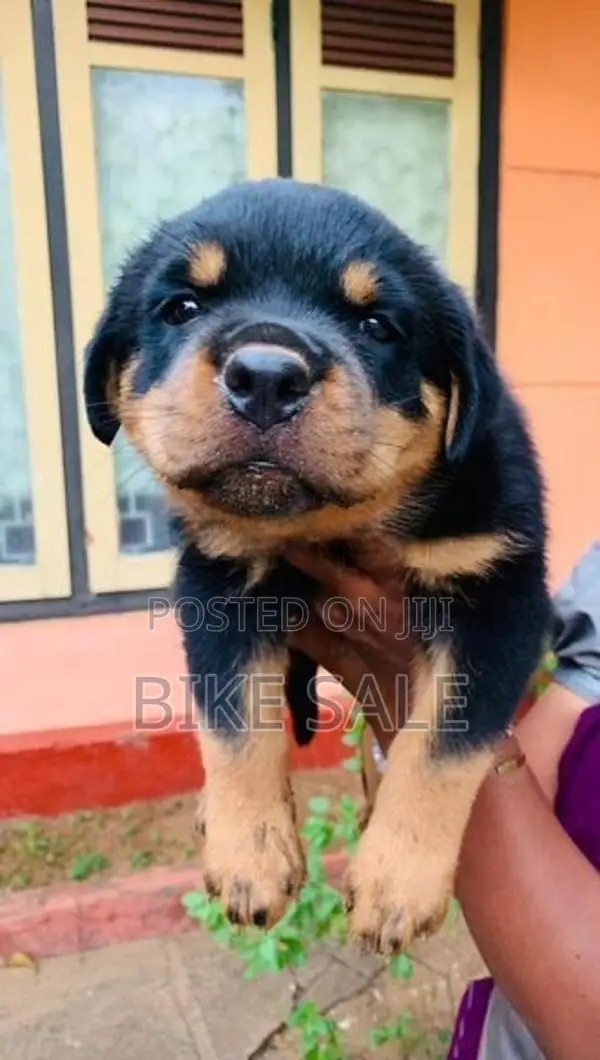 Rottweiler