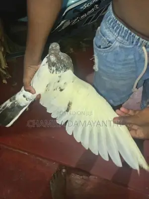 Pakisthan Pigeon