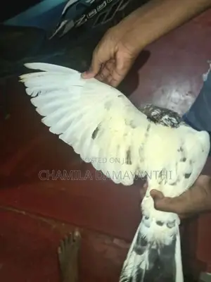 Pakisthan Pigeon