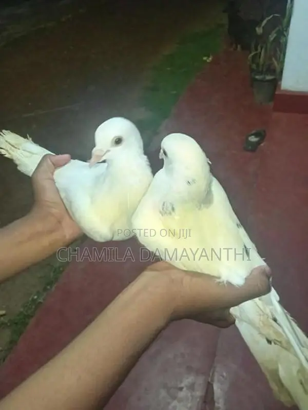 Pigeons