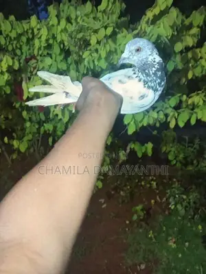 Pigeons