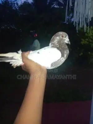 Pakisthan Pigeon