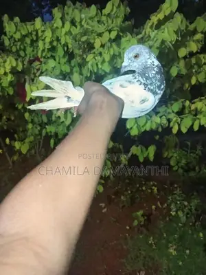 Pigeons