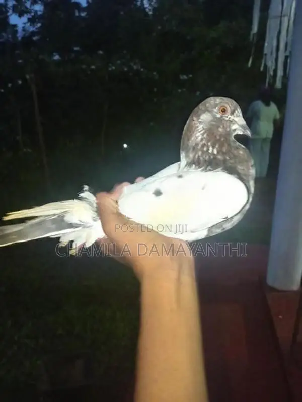 Pakisthan Pigeon