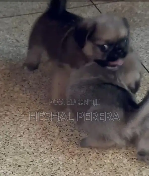 Pug Puppies