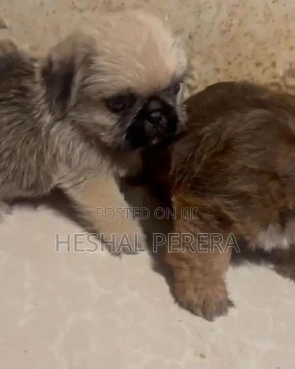 Pug Puppies