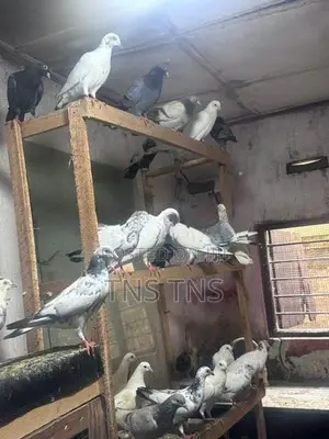 Pigeon