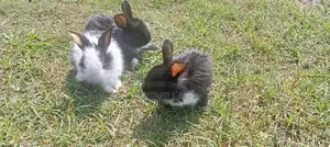 Angora Rabbit