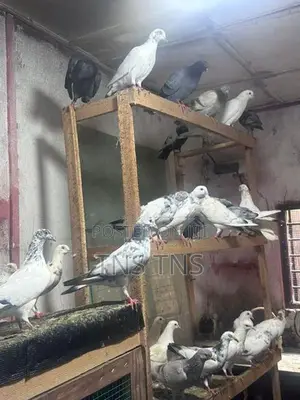 Pigeon